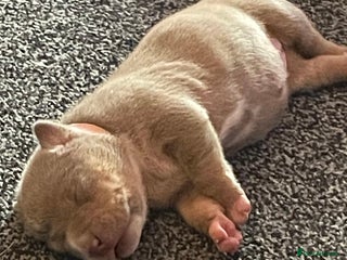 American Bully dogs - Advert 2