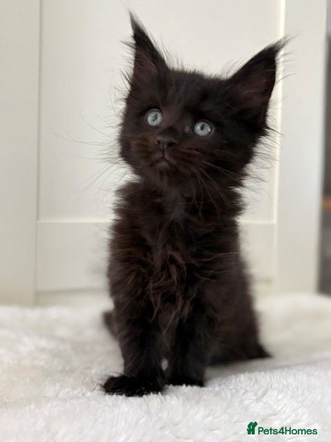 Maine Coon cats Black solid boy - Advert 9
