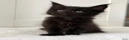 Maine Coon cats for sale: Black solid boy - Advert 6