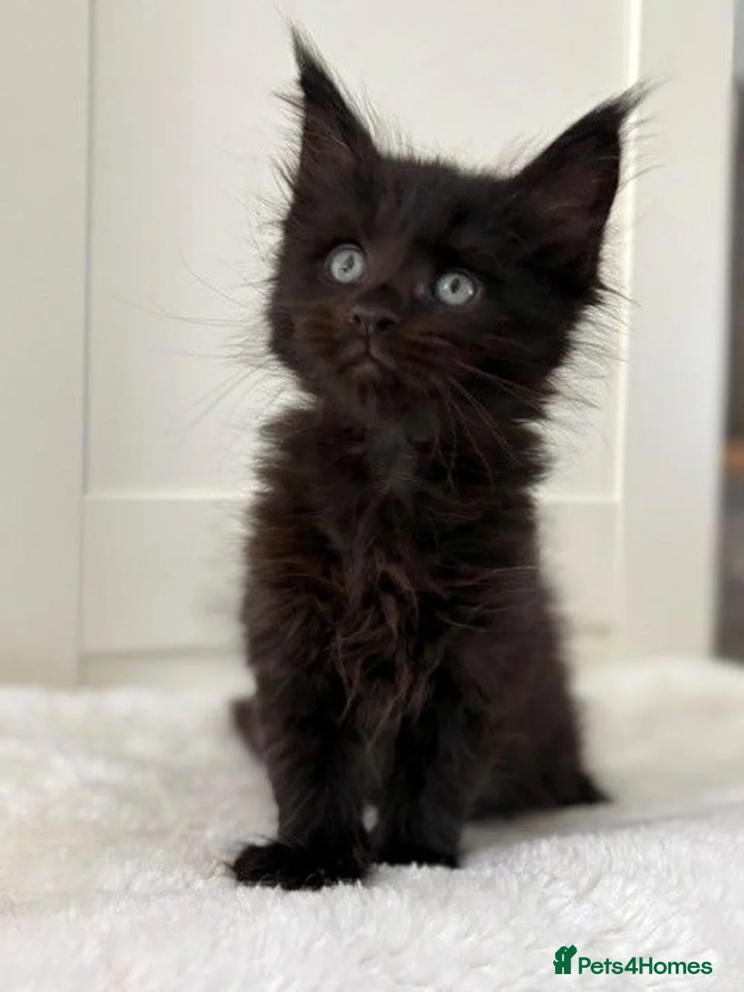 Maine Coon cats for sale: Black solid boy - Advert 6