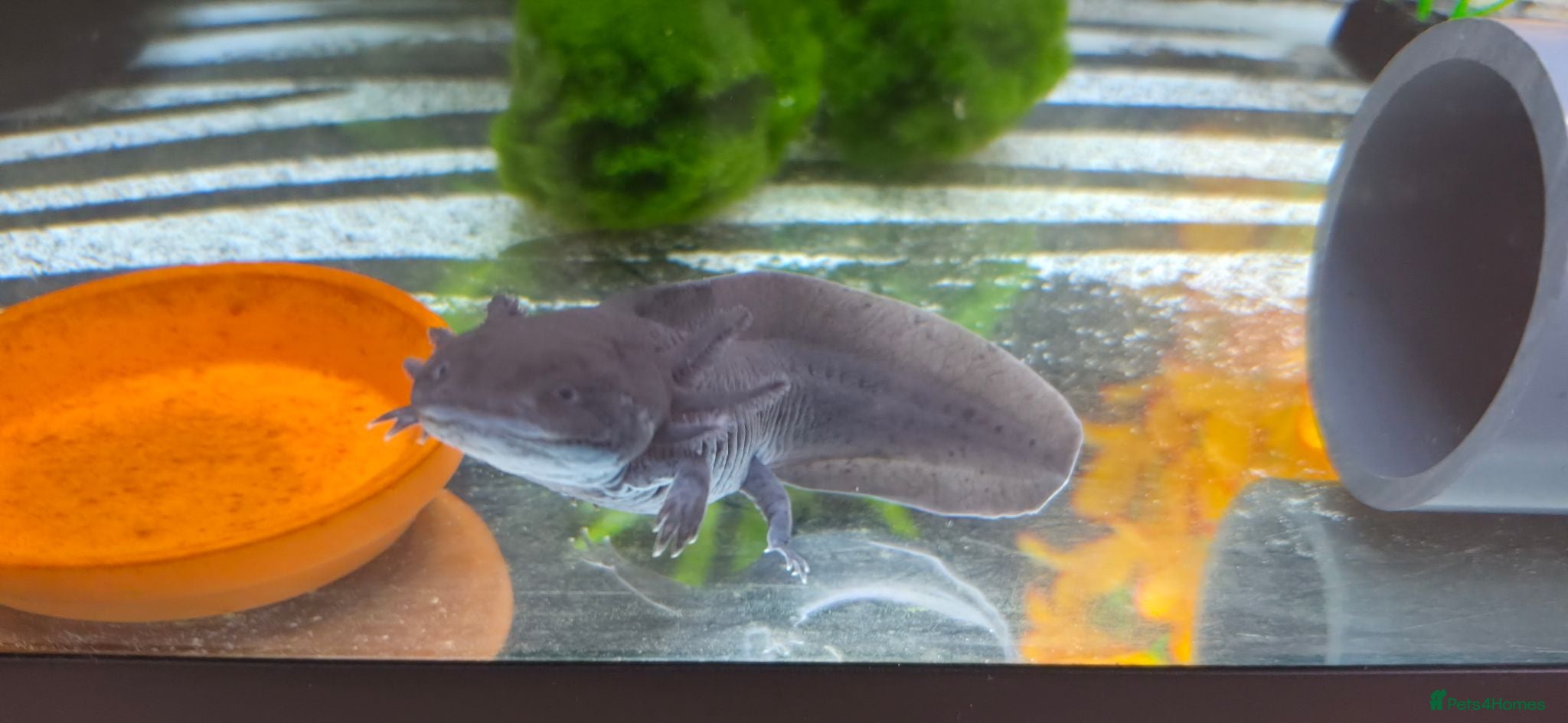 Axolotl reptiles Axolotl and full set up(including chiller) - Advert 1