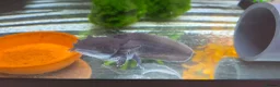 Axolotl reptiles for sale: Axolotl and full set up(including chiller) - Advert 1