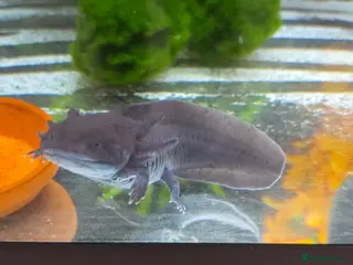 Axolotl reptiles Axolotl and full set up(including chiller) - Advert 1