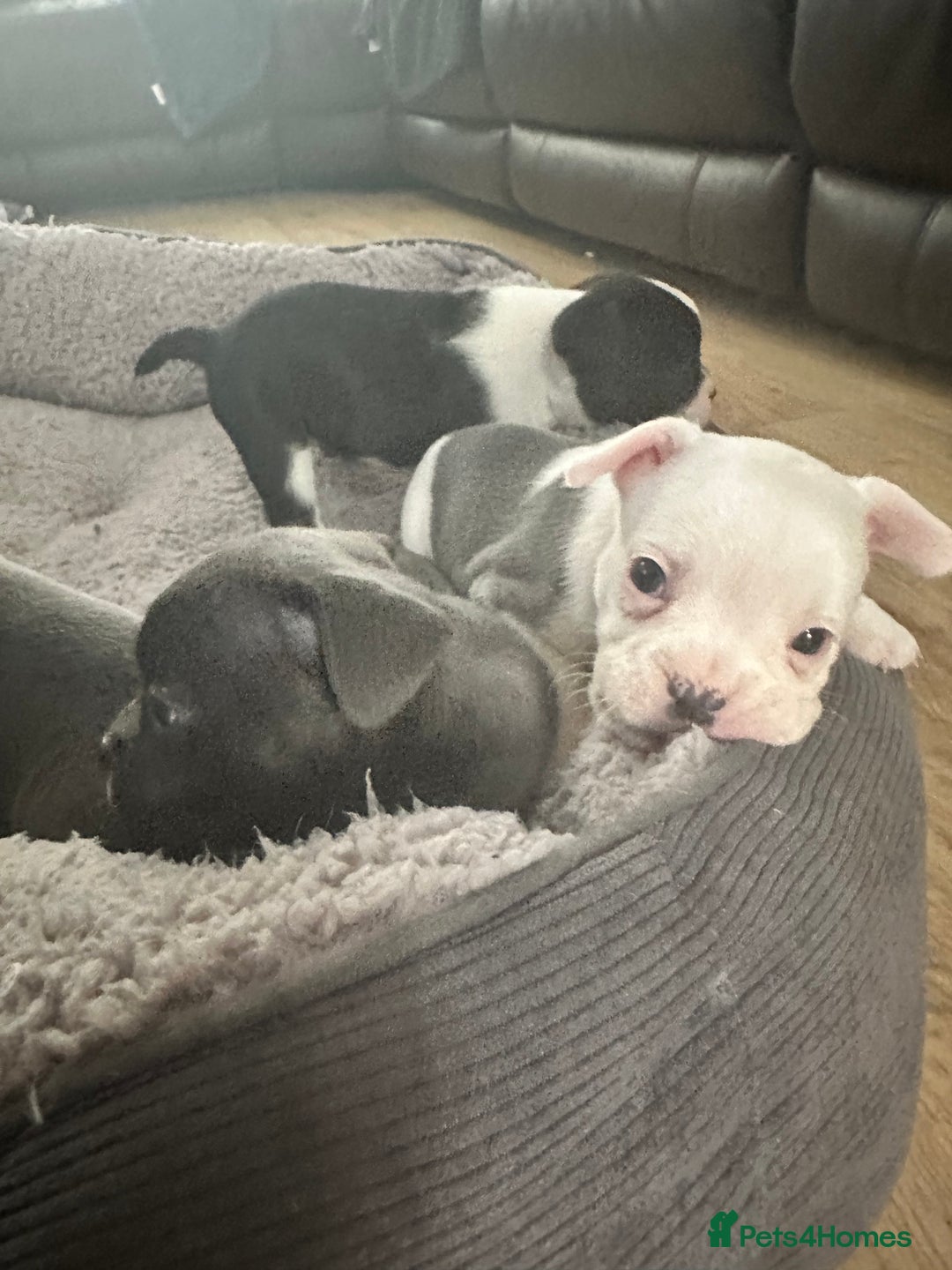Mixed Breed dogs for sale: American French bulldog  - Image 11