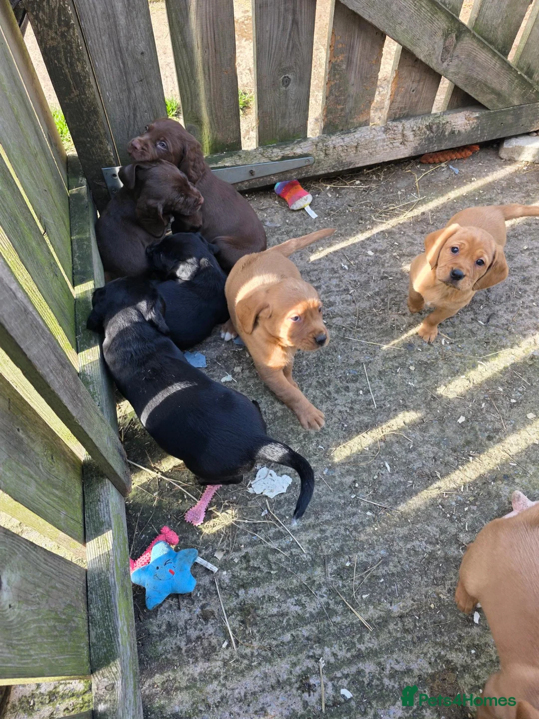 Cockerdor dogs for sale: Cockerdor puppies - Advert 2
