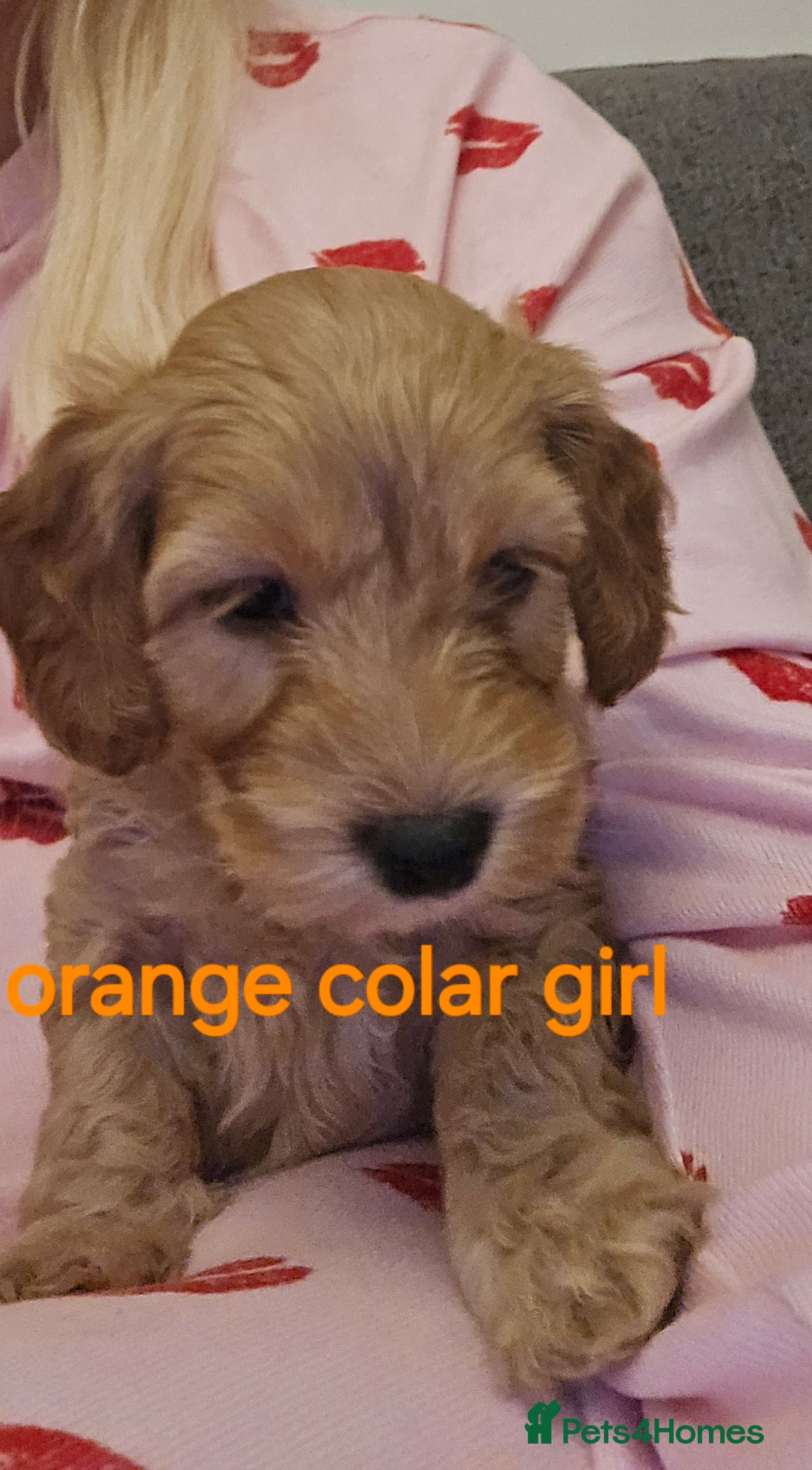Cockapoo dogs for sale: 7 f2 cockapoos - Advert 20