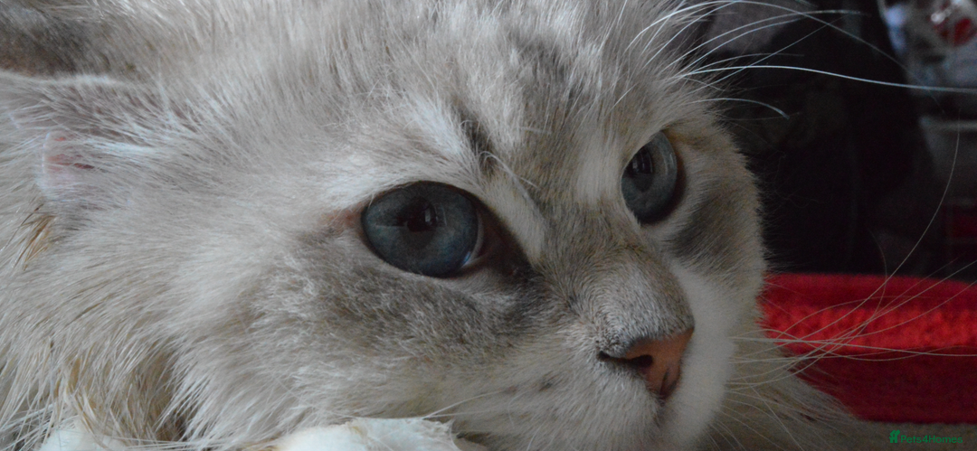 Siberian cats for stud: Stud Champion Bloodline Neva Masquerade GCCF TICA - Image 3