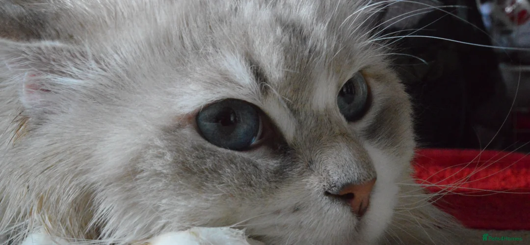 Siberian cats for stud: Stud Champion Bloodline Neva Masquerade GCCF TICA - Advert 3