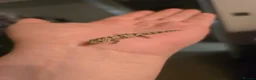 Gecko reptiles for sale: Chameleon Gecko babies  - Advert 2