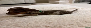 Miniature Dachshund 3