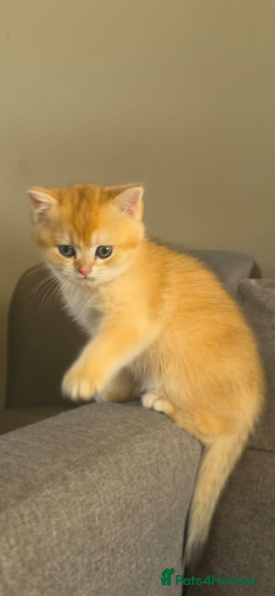 British Shorthair cats ✨GOLDEN SHIMMER BRITISH SHORTHAIR KITTENS ✨  - Advert 1