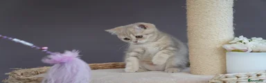 Munchkin - marble, longer legs 