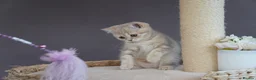 Munchkin cats for sale: ⚜️Rare munchkins⚜️ - Advert 6