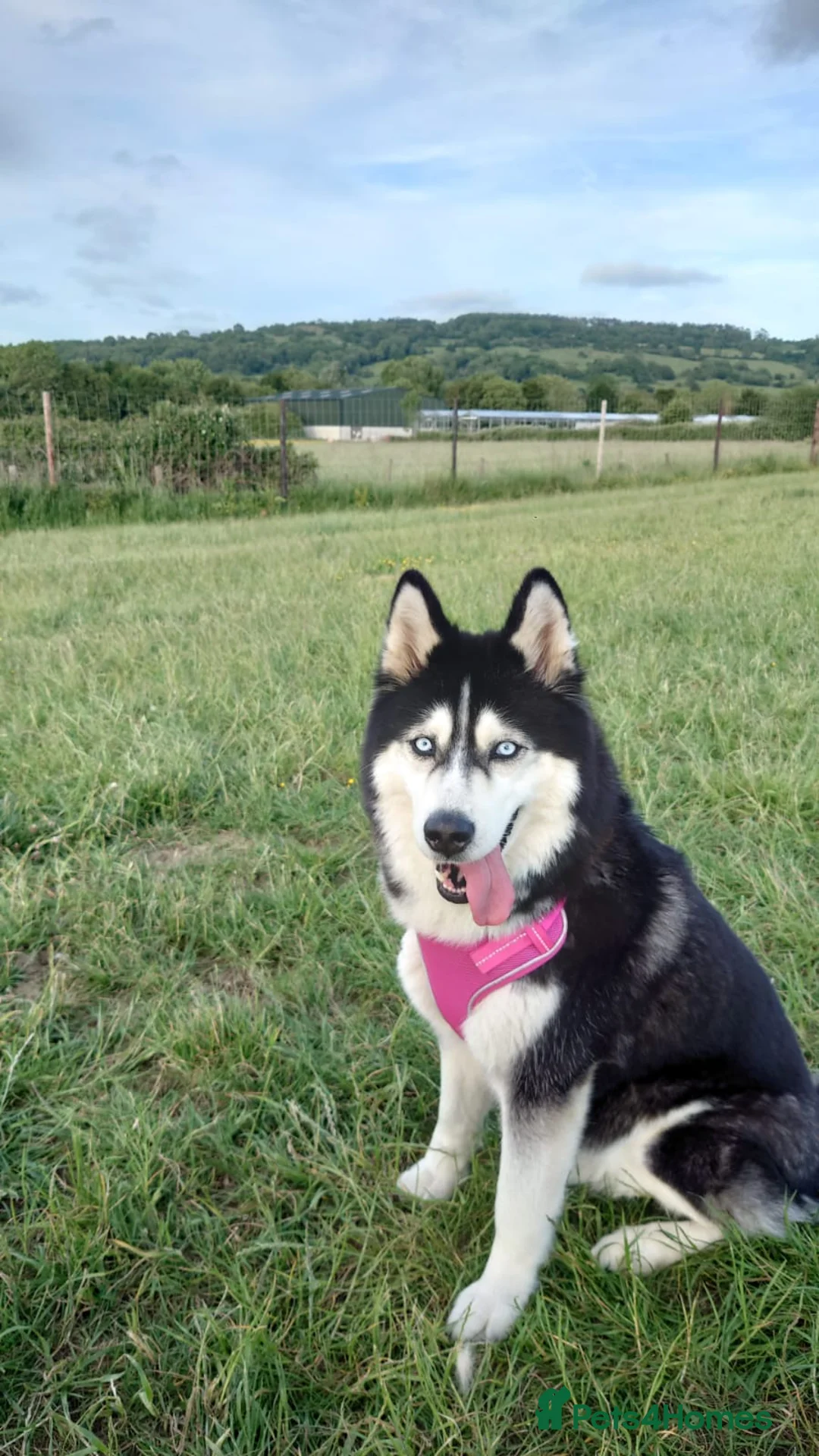 Alaskan Malamute dogs for sale: Alaskan Malamute x Siberian Husky Fluffy Puppy - Advert 6
