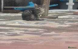 Domestic Shorthair cats for sale: Adopt a Kitten – Help Give Them a Loving Home - Image 6