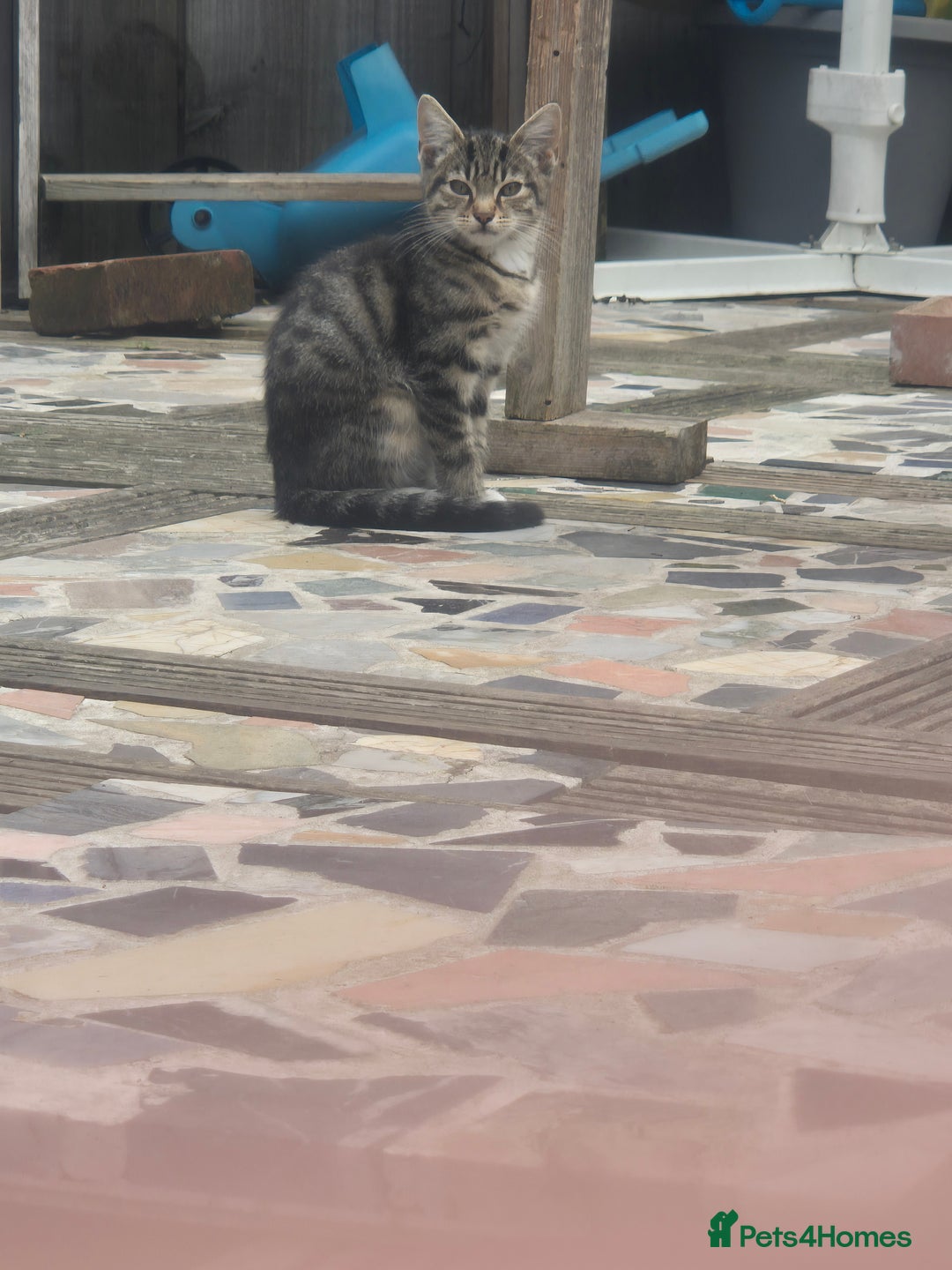 Domestic Shorthair cats for sale: Adopt a Kitten – Help Give Them a Loving Home - Image 6