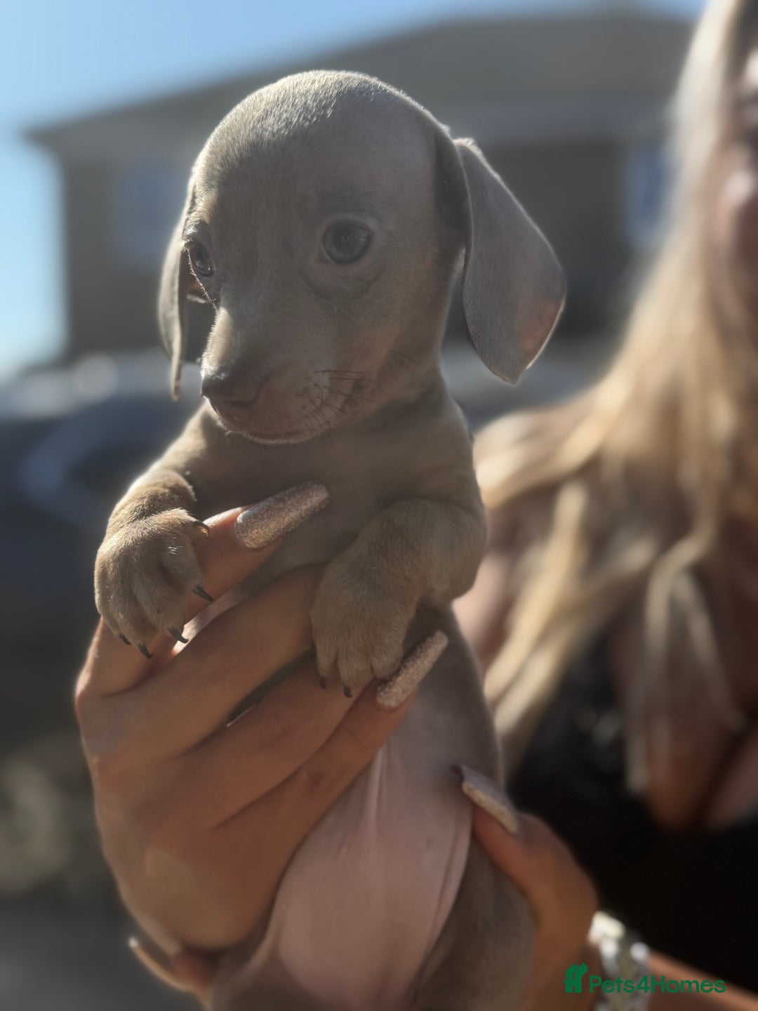 Miniature Dachshund dogs for sale: 7 stunning miniature dachshund puppies - Image 33