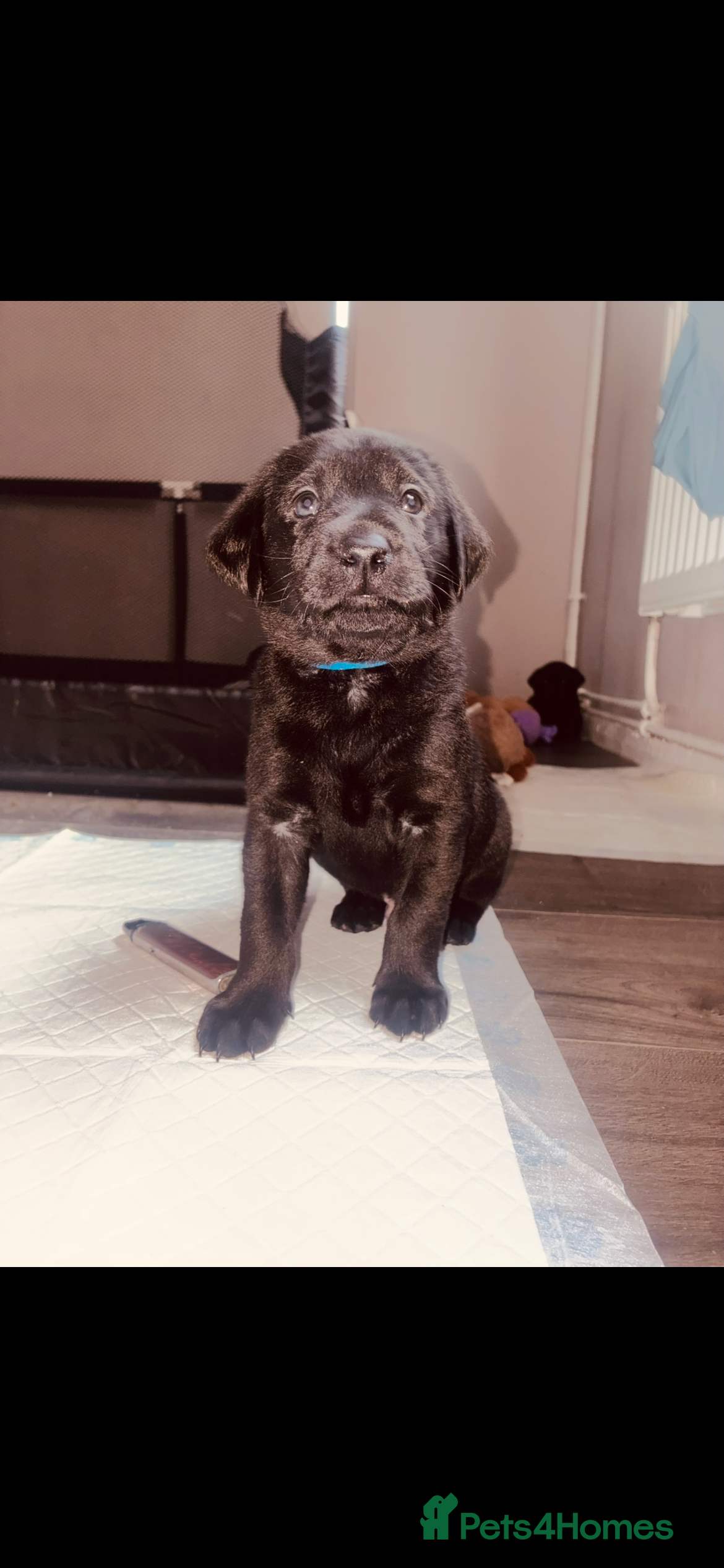 Labrador Retriever dogs 🖤STUNNING KC REGISTERED PEDIGREE LABRADOR PUPPIES - Advert 2