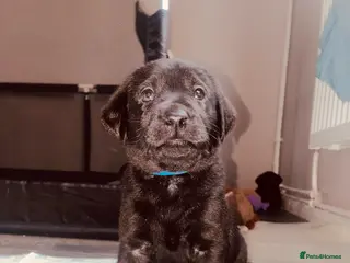 Labrador Retriever dogs 🖤STUNNING KC REGISTERED PEDIGREE LABRADOR PUPPIES - Advert 10