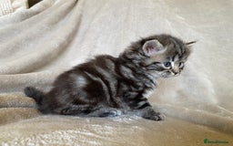 Ragdoll cats for sale: Ragdoll x  - Image 6
