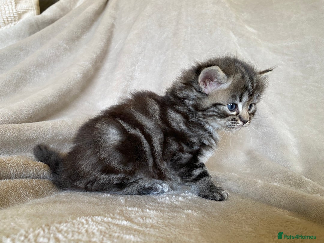 Ragdoll cats for sale: Ragdoll x  - Image 6