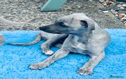 Whippet dogs for sale: Beautiful whippet dog puppies - Image 6