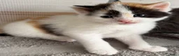 Mixed Breed cats for sale: 🐱 Beautiful friendly kittens 🐱 £180-£250  - Advert 12