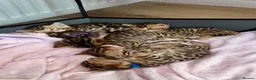 Bengal cats for sale: 🌟 TICA Bengal Kittens | Champion Bloodlines 🌟 - Advert 2