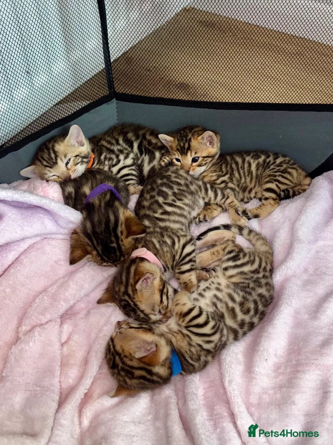 Bengal cats for sale: 🌟 TICA Bengal Kittens | Champion Bloodlines 🌟 - Advert 2