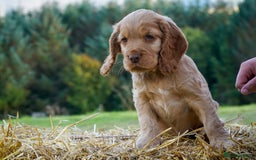 Cocker Spaniel dogs for sale: Show Cocker Spaniel puppies - Image 9