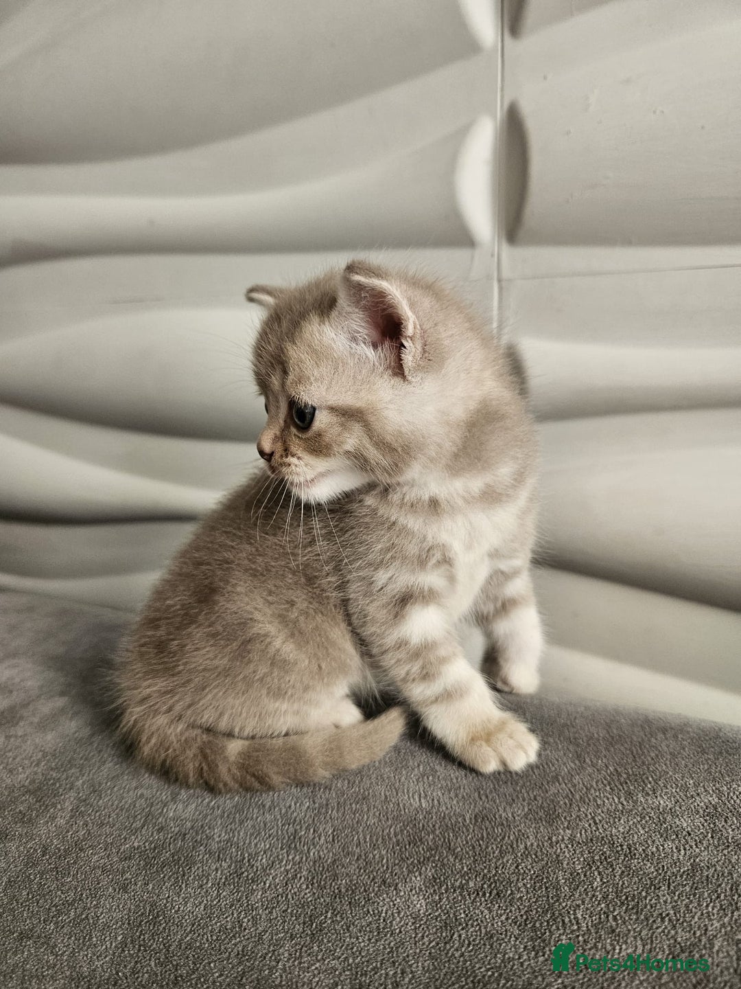 Burmese cats for sale: Beautiful Burmese x British kittens for sale 🤍  - Image 15