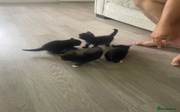 Mixed Breed cats for sale: Kittens For Sale  - Image 11