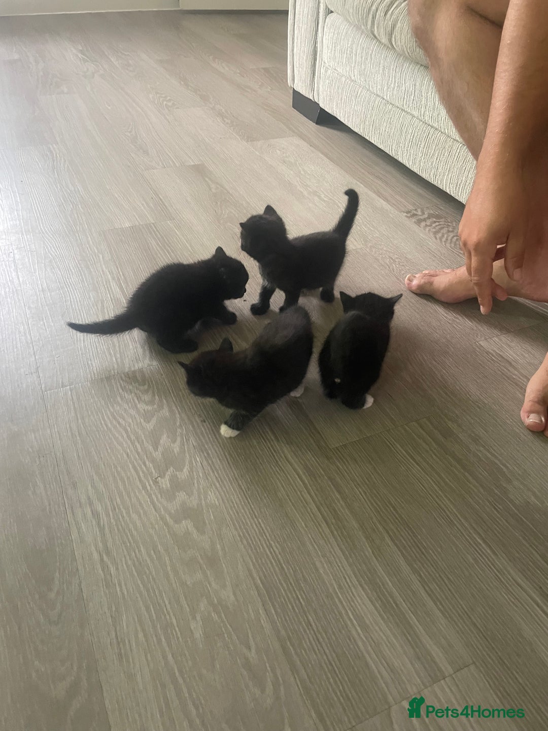 Mixed Breed cats for sale: Kittens For Sale  - Image 11