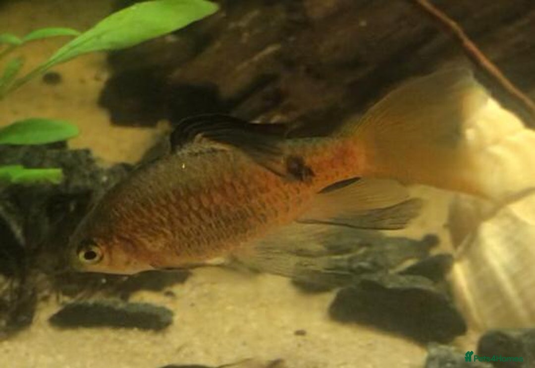Other/Mixed Breed fish for sale: All fish sold individually for 10£ (info below) - Image 3