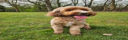 Cockapoo dogs for sale: Beautiful cockapoo for rehoming - Advert 3