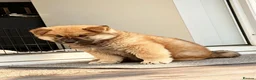 Akita dogs for sale: 6 month puppy  - Advert 4