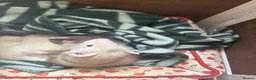 Ferret rodents for sale: One Jill panda left  - Advert 3