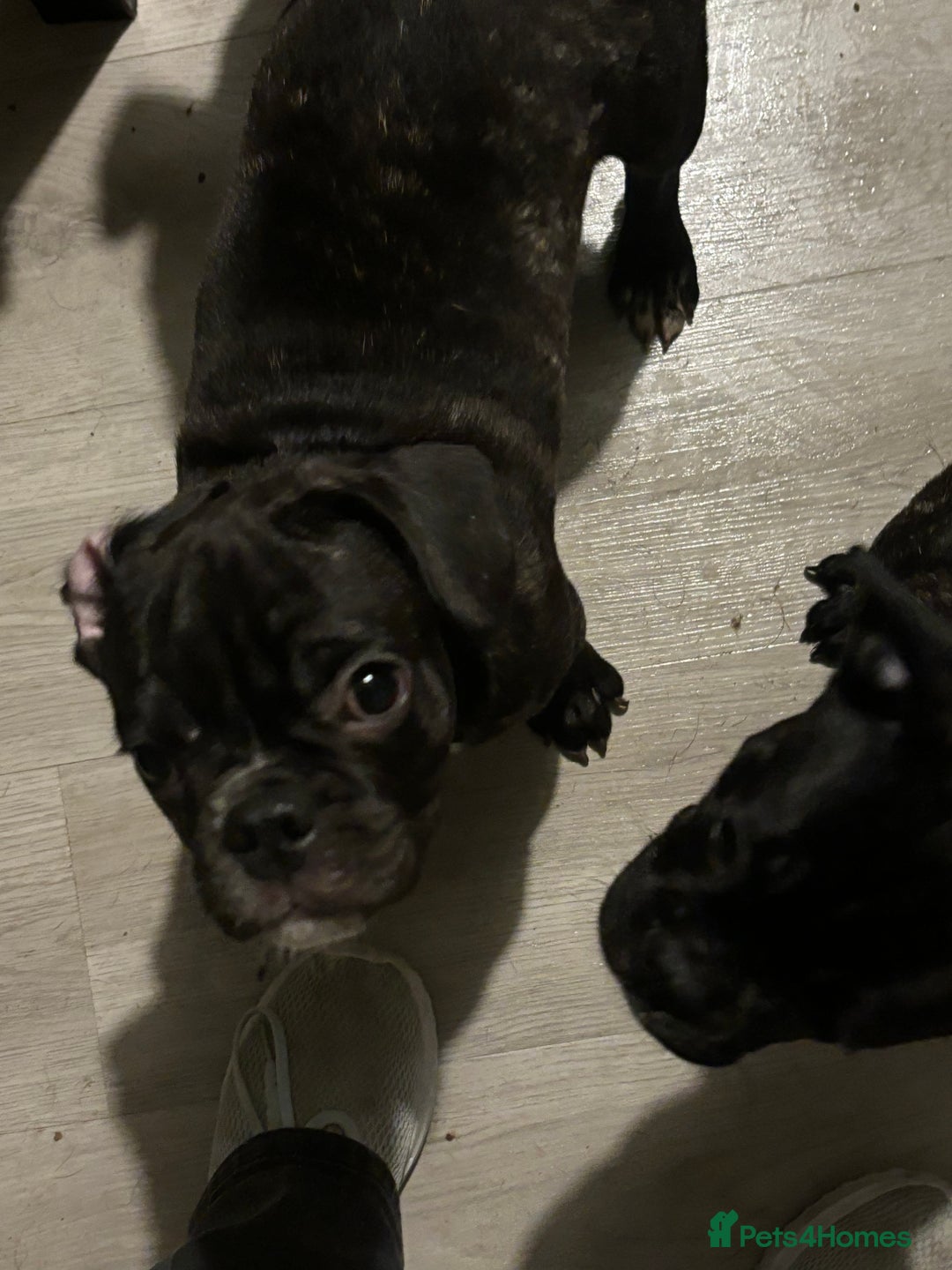 Frug dogs for sale: 2 Male Frugs left. Available now! - Advert 23