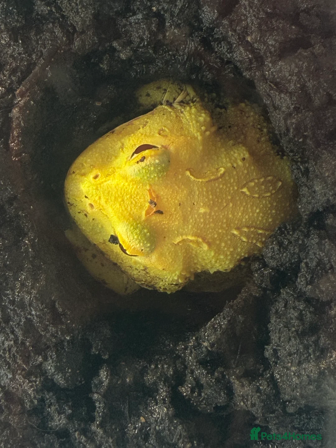 Frog reptiles for sale: Pac-Man frogs x5 different colours  - Advert 1