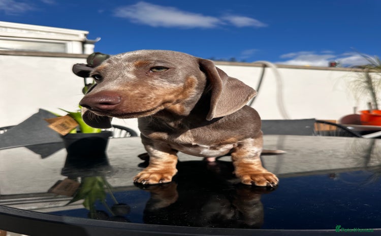 Miniature Dachshund dogs - Advert 15