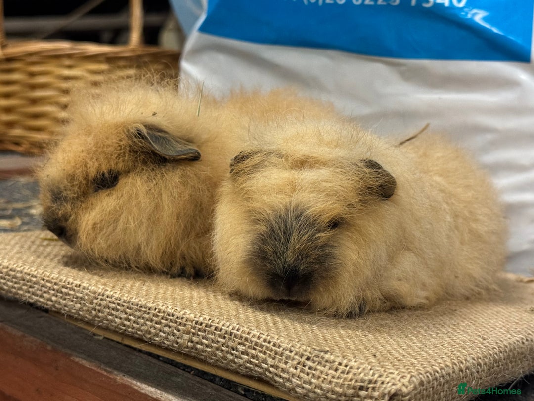 Guinea Pig rodents for sale: Various Swiss Guinea Pigs - Advert 8