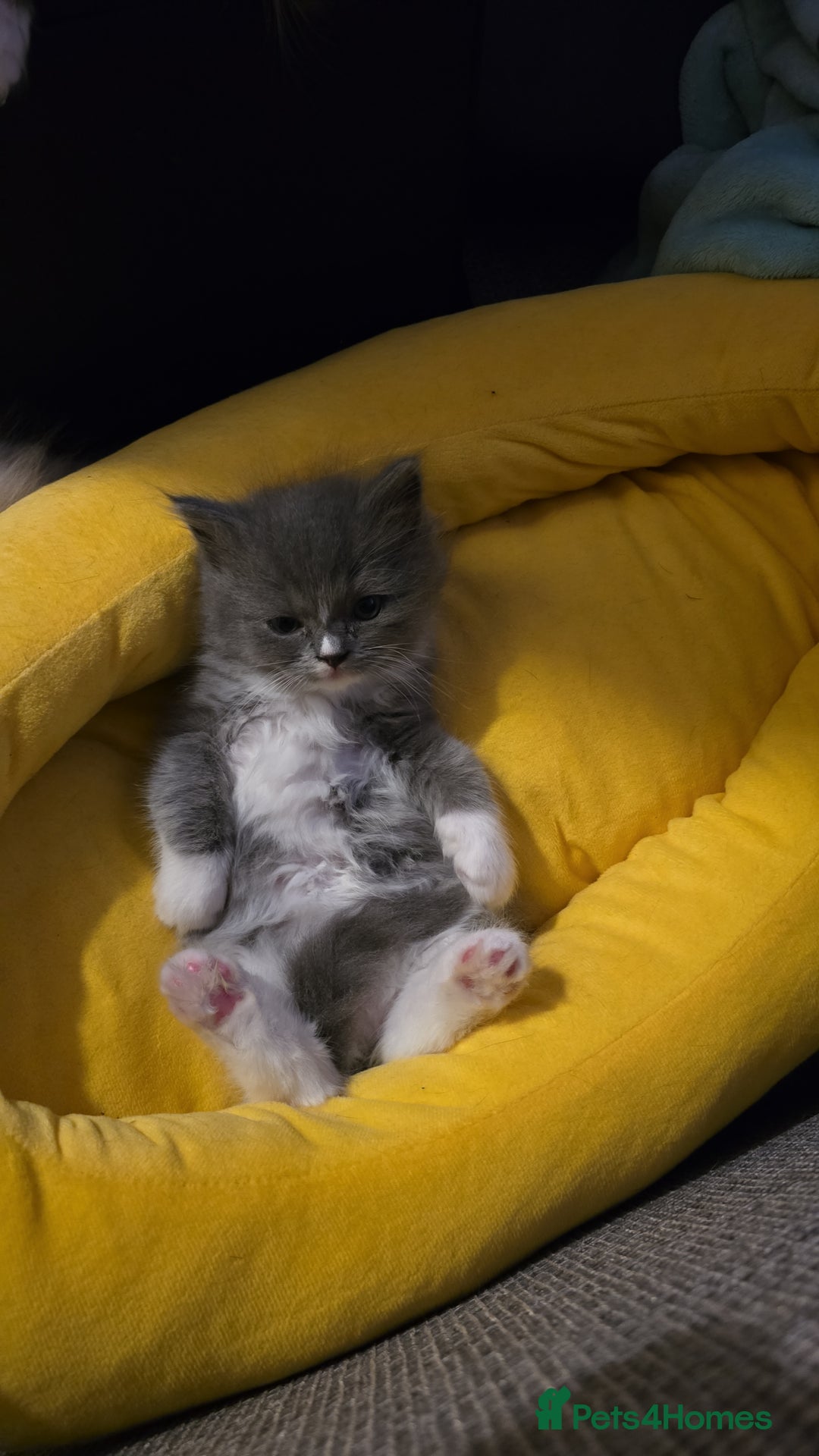 Perdoll cats for sale: Persian ragdoll kittens - Image 5