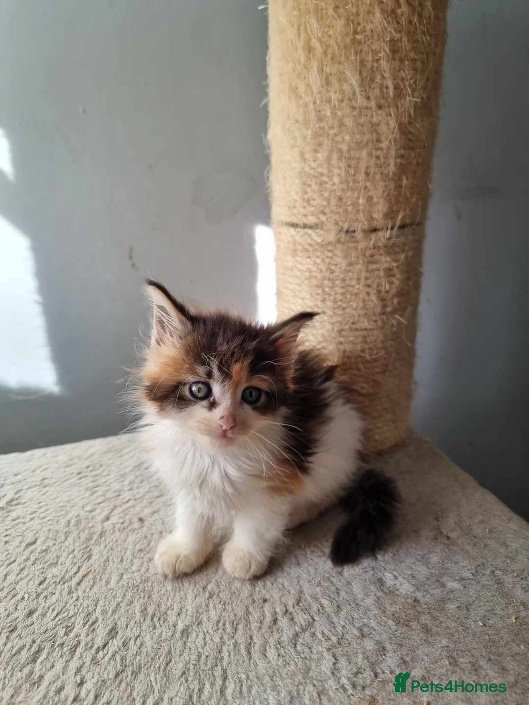 Maine Coon cats for sale: 2 litters of Maine Coon - Advert 40