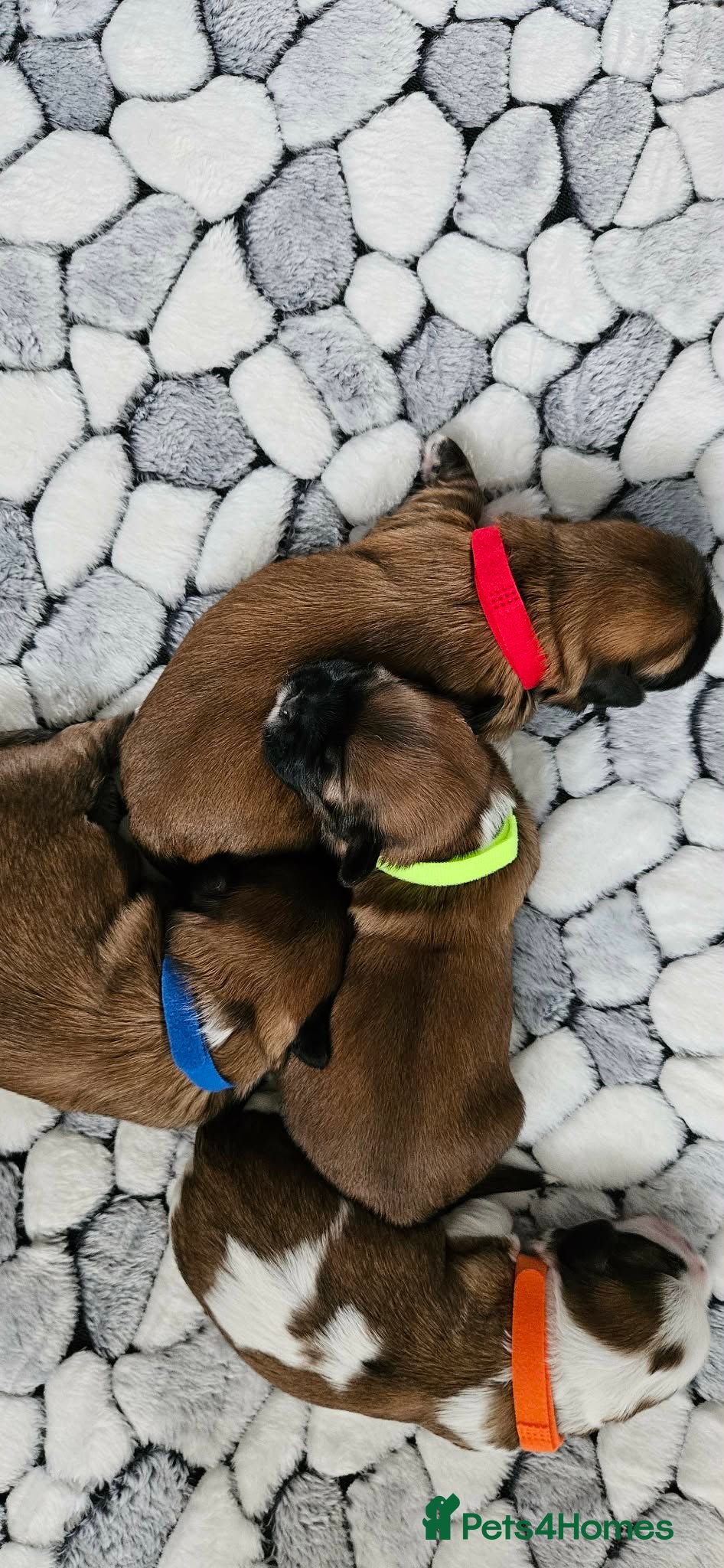 Shih Tzu dogs Loved Imperial Shih Tzu Puppies - Advert 1
