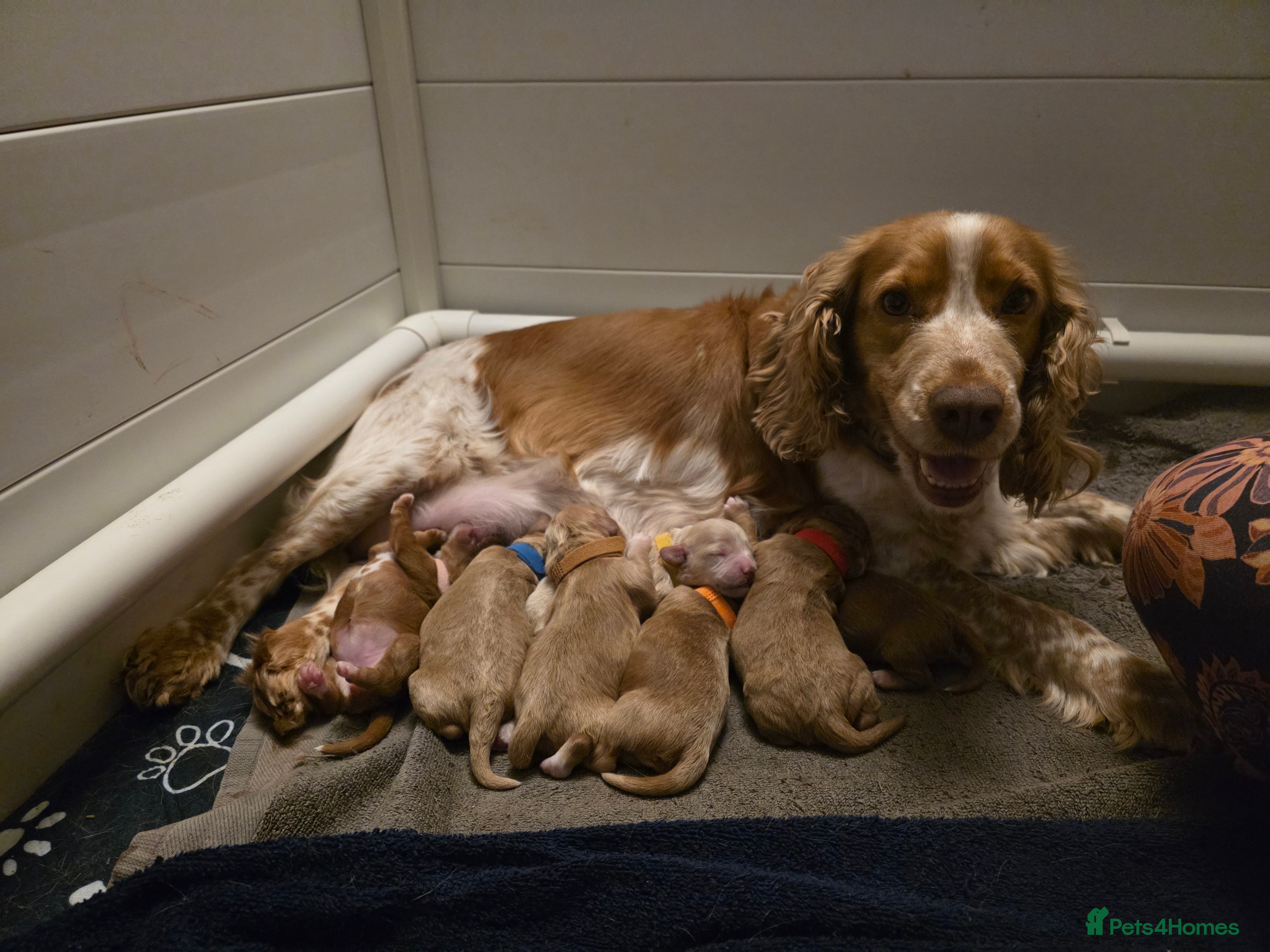 Cockapoo dogs Adorable Cockerpoo Teddy Bears - Advert 1