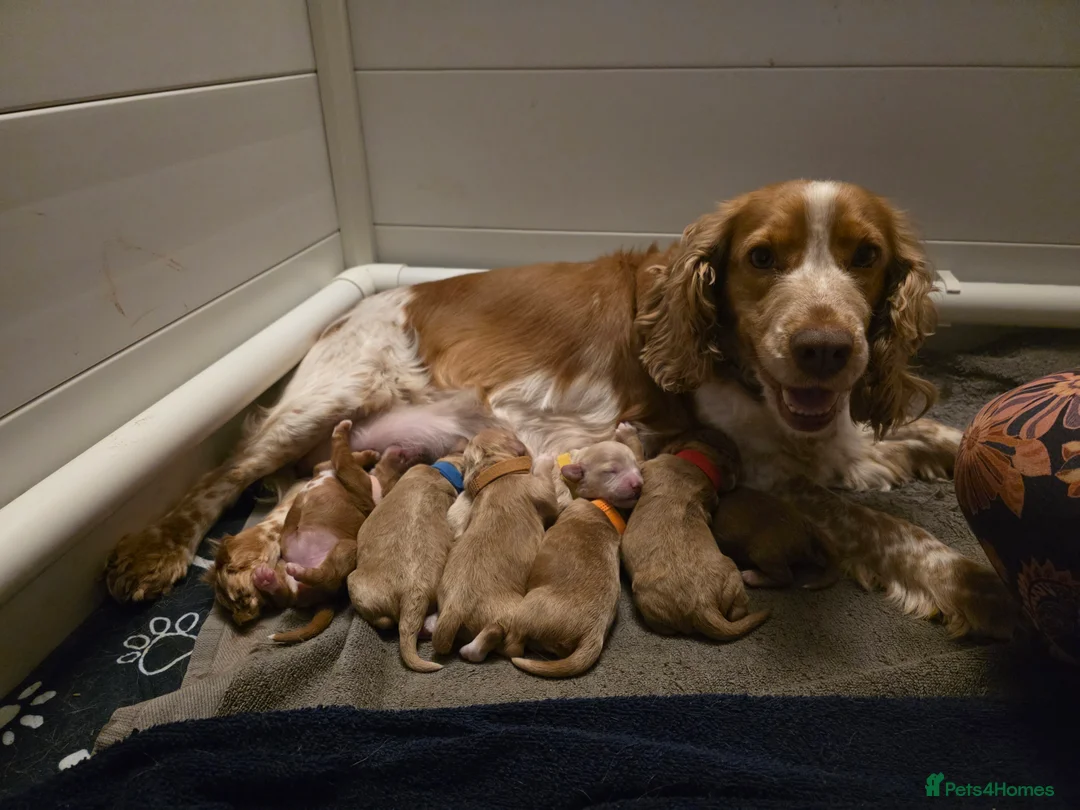 Cockapoo dogs for sale: Adorable Cockerpoo Teddy Bears - Advert 1