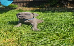 Cane Corso dogs for sale: LAST PUPY PURE BLOOD CANE CORSO 🐶  in Stevenage - Image 15