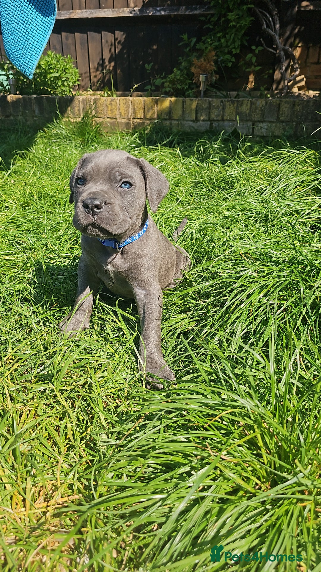 Cane Corso dogs for sale: LAST PUPY PURE BLOOD CANE CORSO 🐶  in Stevenage - Image 15