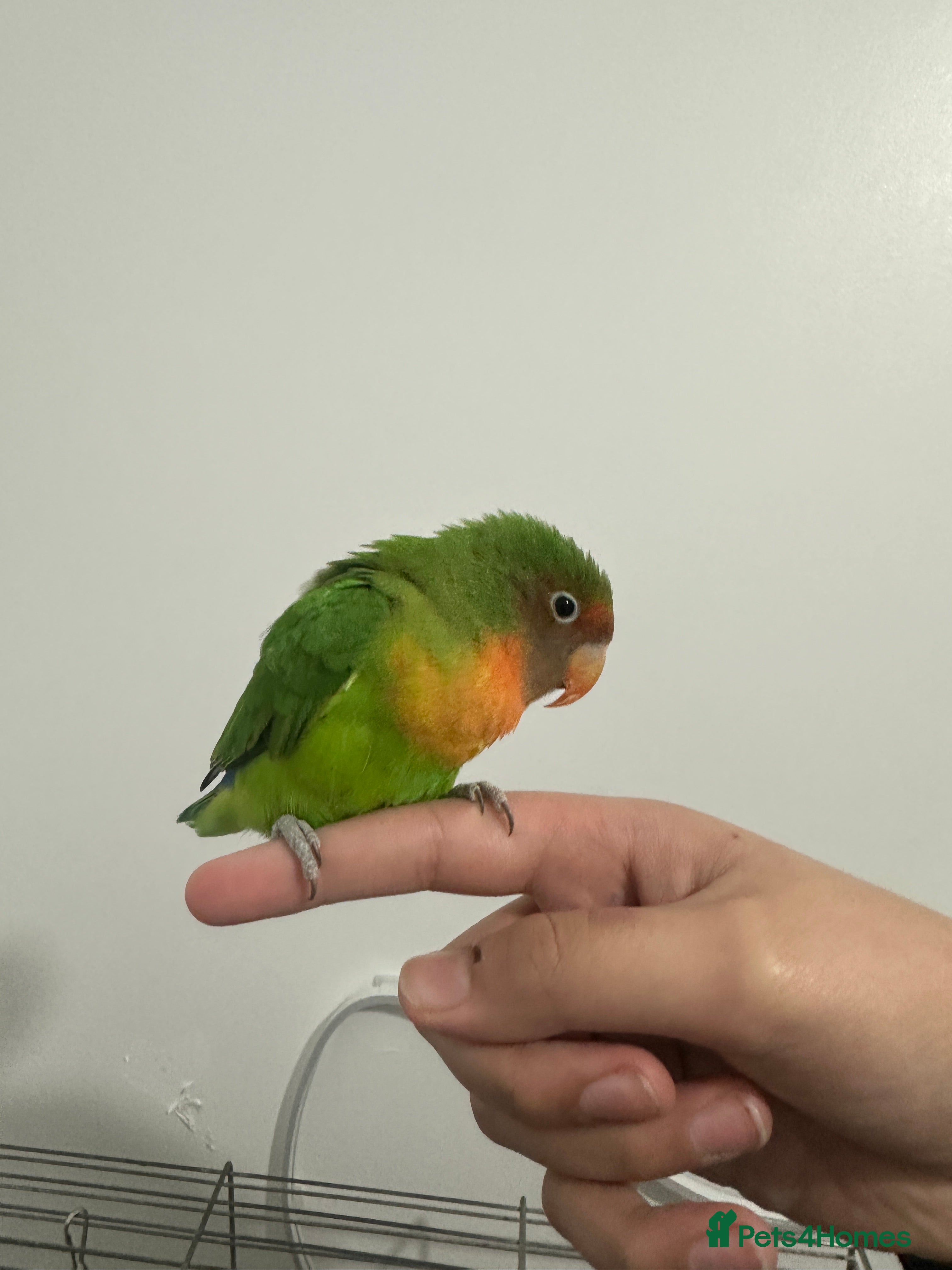 Lovebirds birds Lovebird - Advert 4