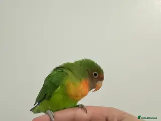 Lovebirds birds Lovebird - Advert 9